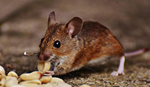 24 Hour & Emergency Exterminators in Ankeny, IA